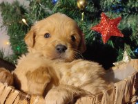Safkan golden retriever yavruları