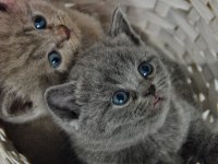 British Shorthair Yavru