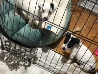 Jack russell yavruları
