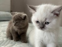 Yavru british shorthair