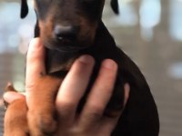 SİYAH DOBERMAN YAVRULAR