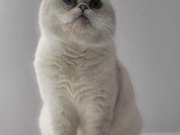 Şecereli yetişkin british longhair kediler