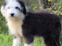 Old eglish sheppdog (BOBTAİL) yavru köpeğimiz
