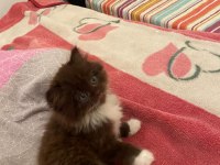 British Longhair Chocolate Bicolor
