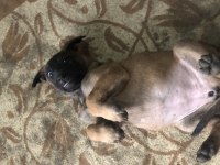 Yavru Belçika Malinois