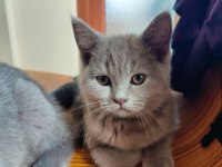 Scottish Fold dişi ve British Shorthair erkek dişi