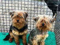 Yorkshire terrier sevgililer gününe özel kampanya