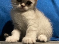 Silver British shorthair yavrular