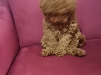 2 buçuk aylık yavru poodle köpeğimiz