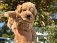 Maltipoo yavrum 55 günlük