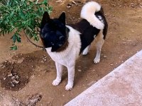 Muhteşem erkek akita bebek