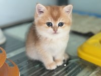 En güzel ny12 golden british shorthair yavrularımız