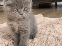 Scottish fold dişi ve erkek yavrular