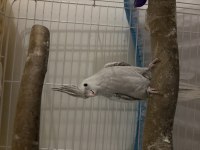 Cinnemon pearl dişi sultan papağanı