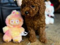 3 Aylık Aşıları tam Toy Poodle