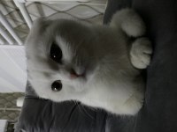 Sevimli oyuncu scottish fold minişimiz (açıklamayı okuyunuz)