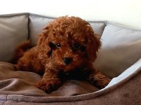 Evde Doğup Büyüyen Poodle Yavrularım