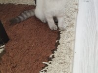 2 tane kedimiz kalmıştır dişi ve erkek