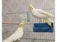 Üreticiden bilezikli sağlıklı sultan papağanları