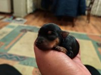 Safkan A kalite 0 numara minyatür pinscher