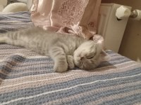 2 aylık yavru scottish fold erkek