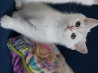 Safkan british shorthair kardeşler