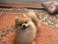 Pomeranian erkek bir yaşında