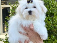 Kore Maltese