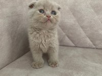Ayı surat top kafa FAWN rengi dişi bebiş scottish fold
