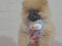 2 buçuk aylık erkek pomeranian