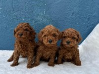 DENİZLİ MERKEZ TESLİME HAZIR POODLE YAVRULARIM