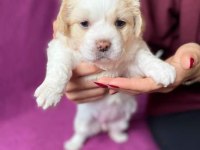 Rezervede yavru köpekler a kaliteli