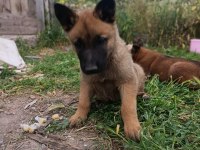 Orjinal Saf Kan Malinois