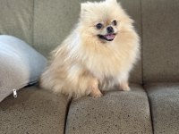 Pomeranian show class 