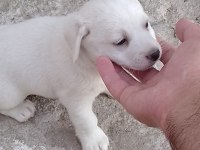 Dişi fino beyaz yavru köpekler