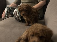 Kurabiye Tadında Mükemmel Kalite Poodle Yavrular