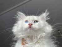 Britsh longhair erkek