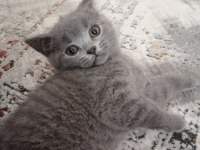 British shorthair erkek yavru