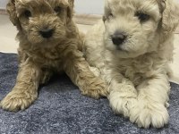 Apricot renk erkek tam toy poodle yavrular