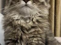 British Longhair Yavrumuzu Sahiplendirme