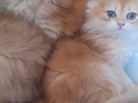 Show kalite golden longhair british yavrularımız