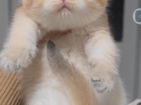 British shorthair kedisi