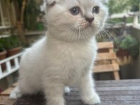 Güzel prensesimiz scottish fold blue point yuva arıyor