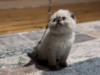 Scottish Fold Blue Point Üst Kalite Kardeşler