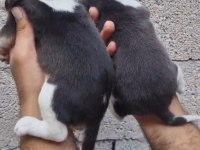 BEAGLE YAVRULAR