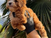 Kore Maltipoo 