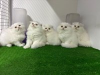 Irk Ve Sağlık Garantili Scottish Fold