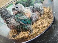Conure parrot