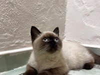Acil Satılık British Shorthair