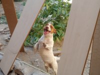 2 erkek yavru jack russell